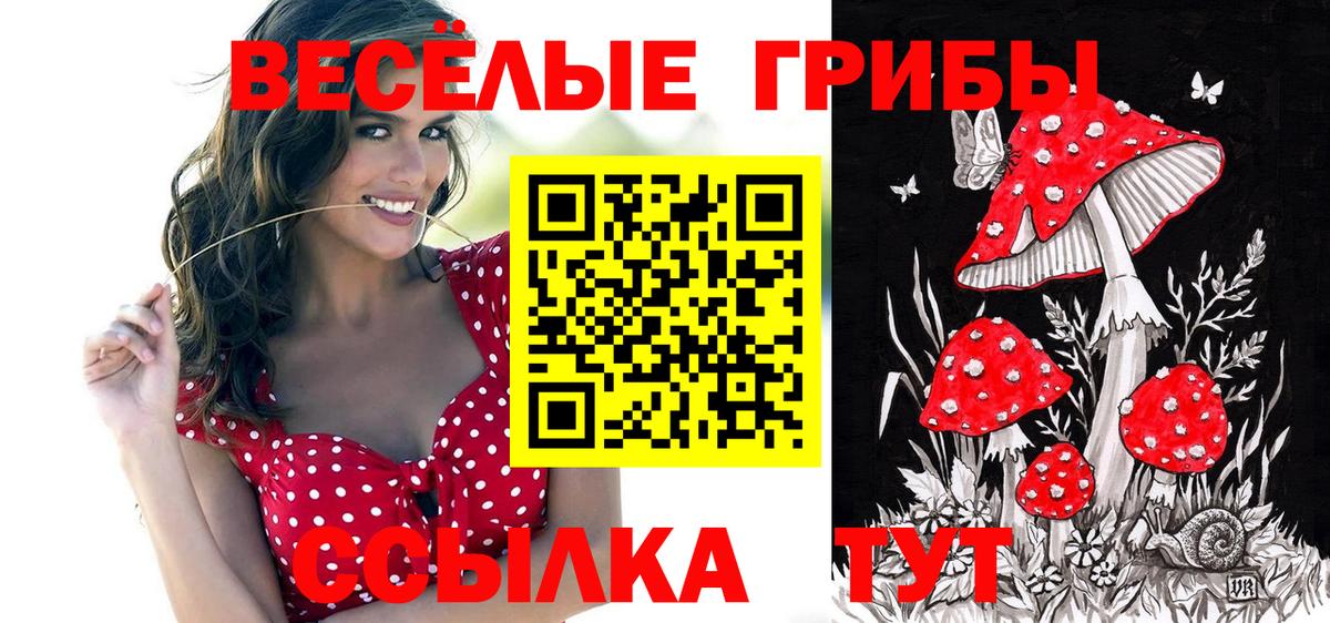 Псилоцибиновые грибы Psilocybe Волхов