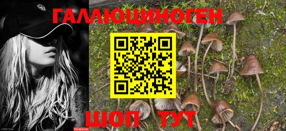 Волхов  Псилоцибиновые грибы Psilocybe  Вход с VPN 